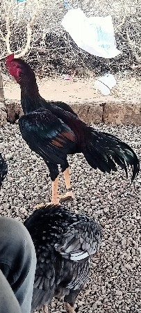 અસીલ મુરઘો વેચવાનો છે 17 ની સાઈઝ