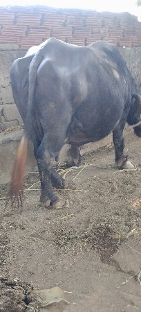 थंबनेल 3