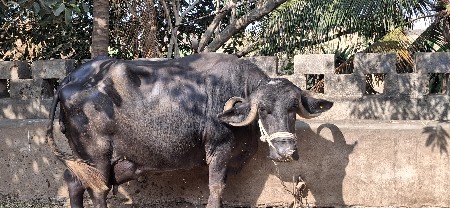 ભેસ વેશવાની