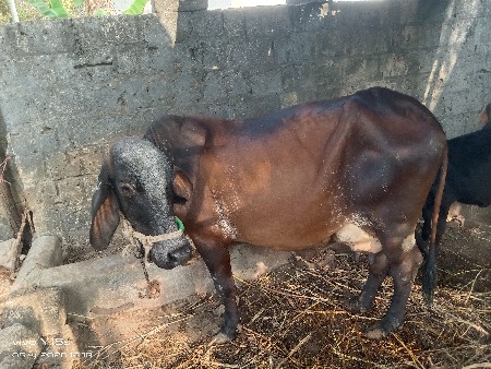 ગાય વેચવાની છે