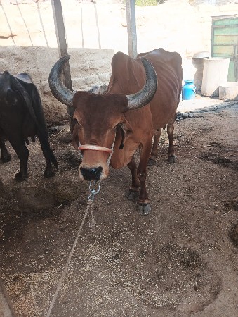 વેચવાની છે