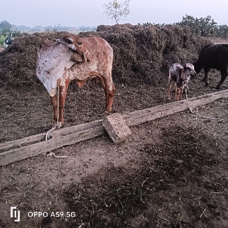 थंबनेल 3