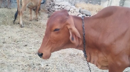 थंबनेल 3