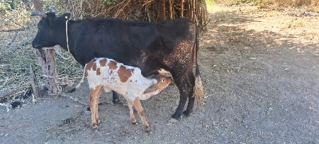 थंबनेल 3