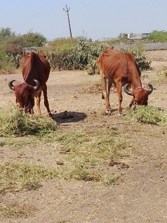 थंबनेल 2