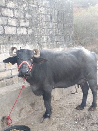 ભેંસ વેચવાની છે