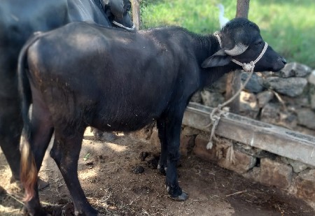 થંબનેલ 3