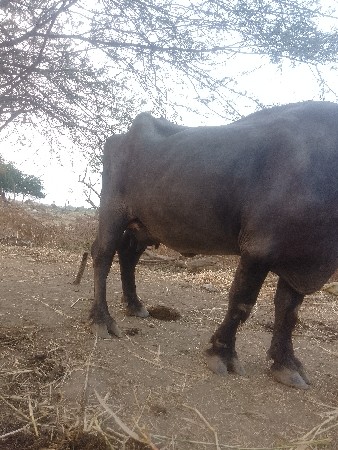 વીચવાની