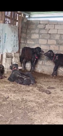 थंबनेल 2