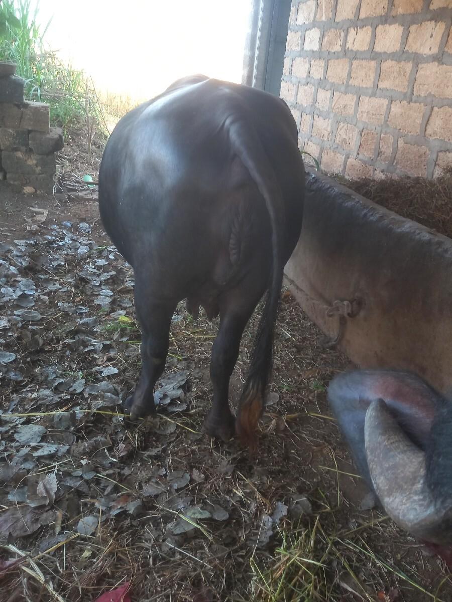 ભૈસ વેચવાની