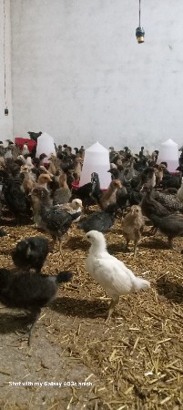 મરઘા વેચવાના છે