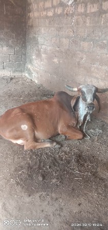 ગાય વેચવાની છે