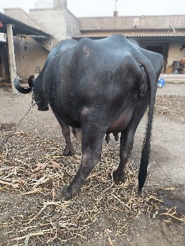 ભેંસ વેચવાની છે