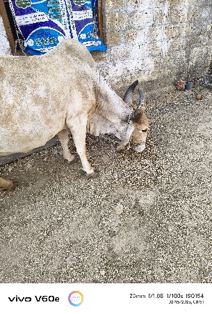ગાય વેસવાની સે