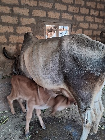 थंबनेल 2