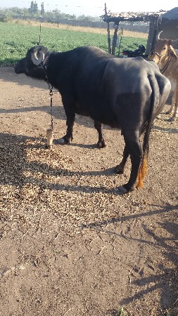 ભેંસ વેચવાની છે