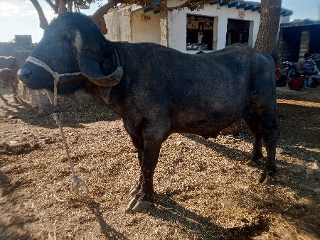 પાડો વેચવાનો છે