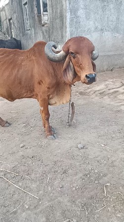 ગાય ના સાડા કરવા