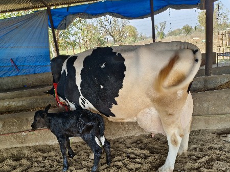 બીજા વેતર ની ગાય