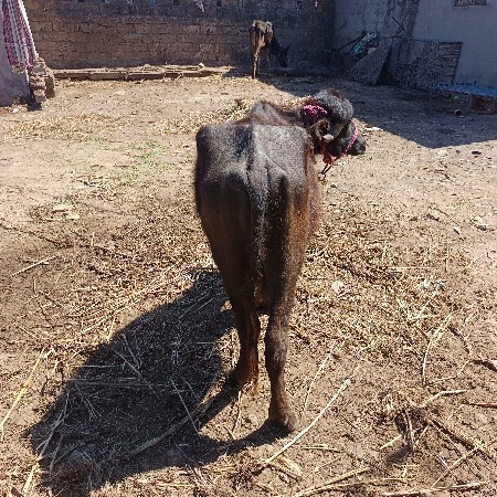 થંબનેલ 2