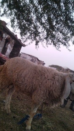 થંબનેલ 3