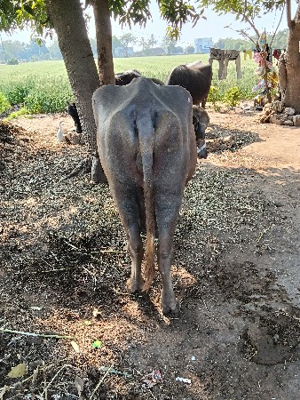 थंबनेल 3