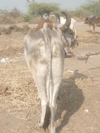 થંબનેલ 2