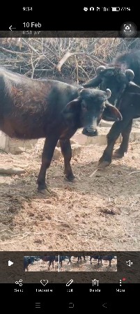 थंबनेल 3