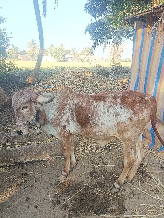 थंबनेल 3