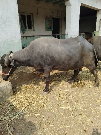 थंबनेल 3