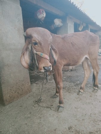 थंबनेल 2