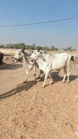 રાજુભાઈ દેવીપુજક સોલંકી
