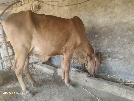 થંબનેલ 2