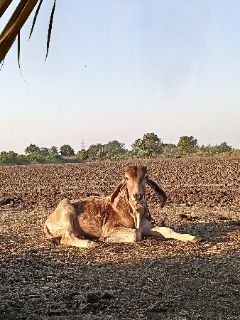 Gir Bull vechva no se....