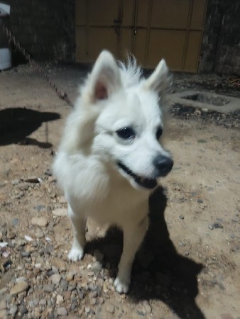 pamolayam meal  vechavano se