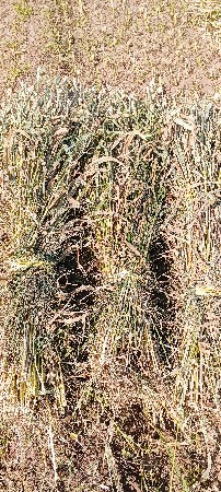 જુવાર ની સાર