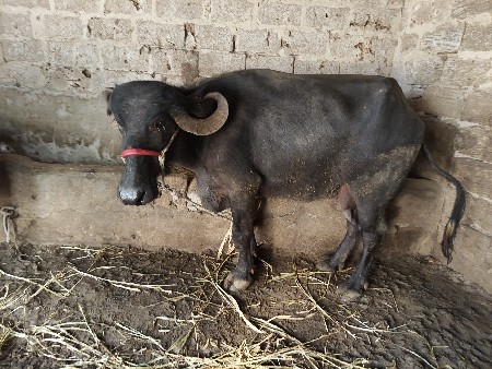 મત પાંચ લીટર દૂધ પટેલ વત્રી ખડેલી