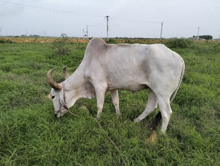 थंबनेल 2