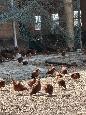 દેશી મરઘા