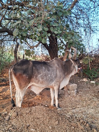 થંબનેલ 3