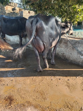 થંબનેલ 2