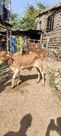 8 mahina no se vasdo se