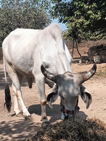 थंबनेल 3