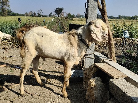 થંબનેલ 2