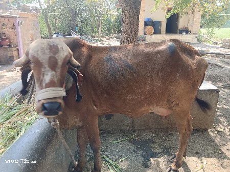 થંબનેલ 2