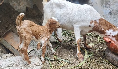 બે બરબરી બકરીયું