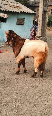 થંબનેલ 3