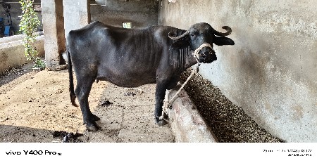 थंबनेल 3