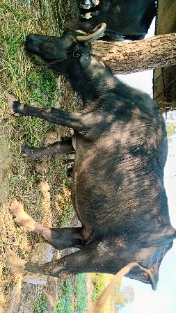 थंबनेल 3