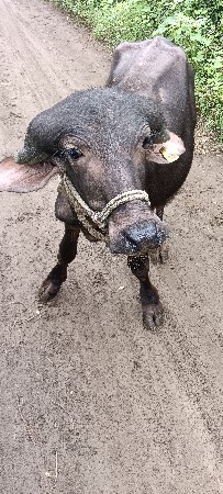 थंबनेल 2